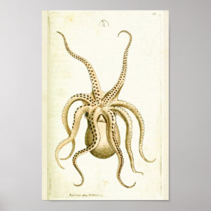 Poster Octopus Vintage Cephalopod Mer Créatures Art Impri