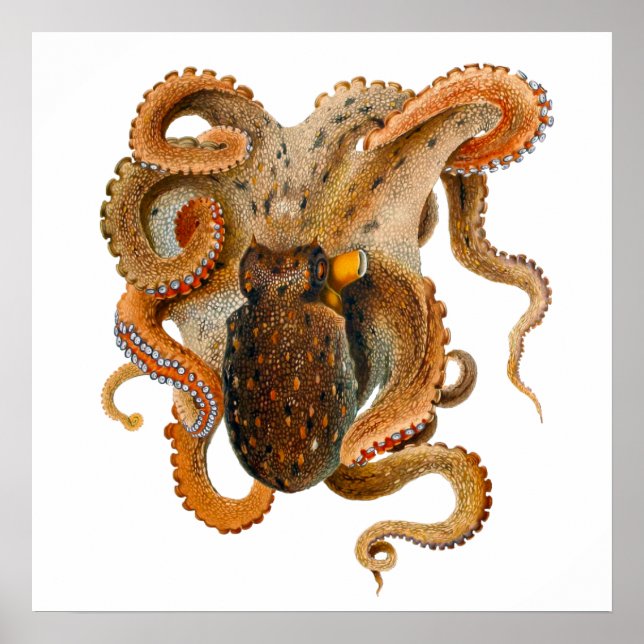 Poster Octopus Vulgaris Merculiano (Devant)