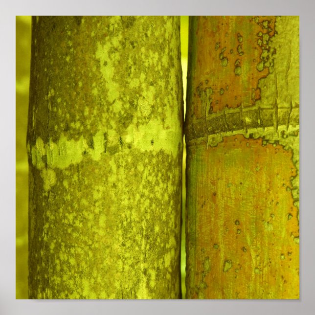 Poster Ode To Bamboo (Devant)