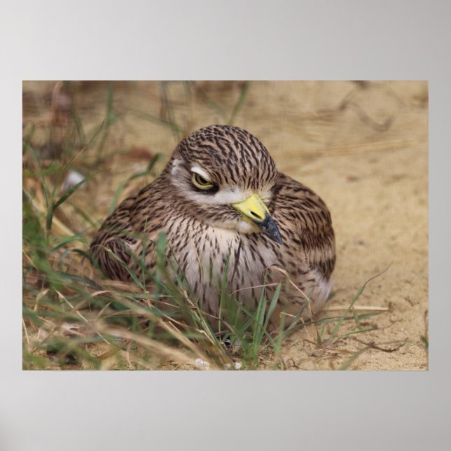 Poster Oedicnemus (Devant)