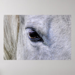 Poster OEil blanc Ranch Mare Photo