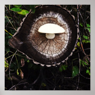 Poster Oeil de champignon