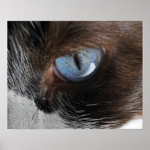 Poster Oeil de chat