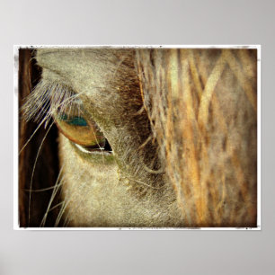 Poster Oeil de cheval noir