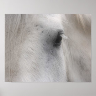Poster Oeil de cheval Percheron blanc