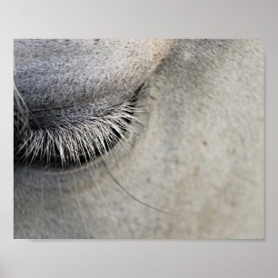 Poster oeil de chevaux, photo noir et blanc