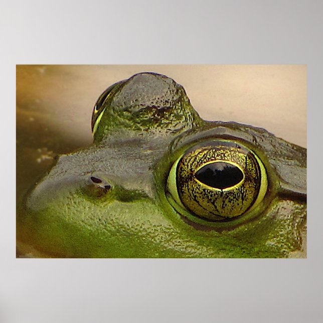Poster OEil de grenouille (Devant)