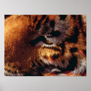 Poster Œil de Tigre Doré Gros Plan Faune