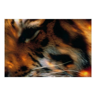 Poster Œil de Tigre Doré Gros Plan Faune