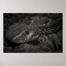 oeil du serpent