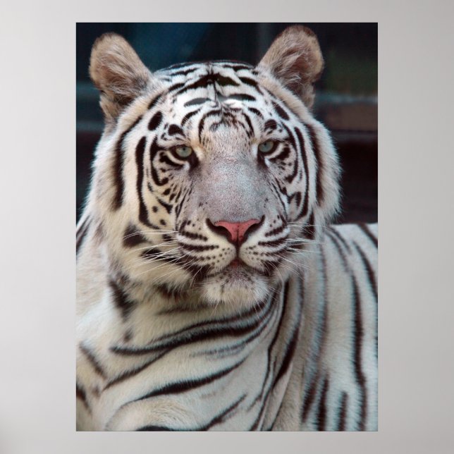 Poster Oeil du tigre (Devant)