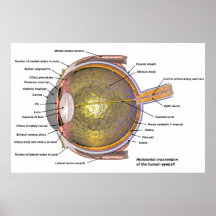 oeil humain