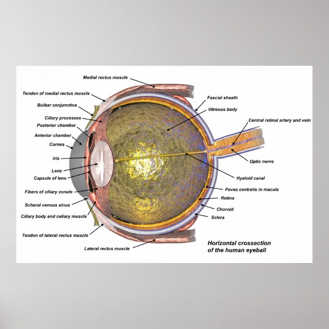 Poster oeil humain (Devant)