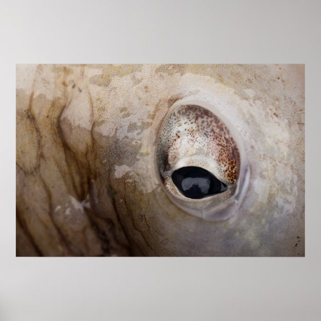 Poster OEil octopique (Devant)