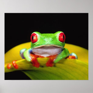 Poster Oeil rouge Treefrog, Agalychinis callidryas, autoc