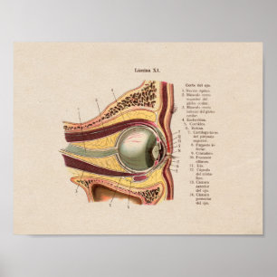 Poster Oeil vintage espagnol d'impression d'anatomie