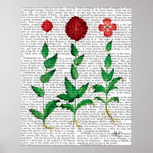 Poster Oeillet italien 2