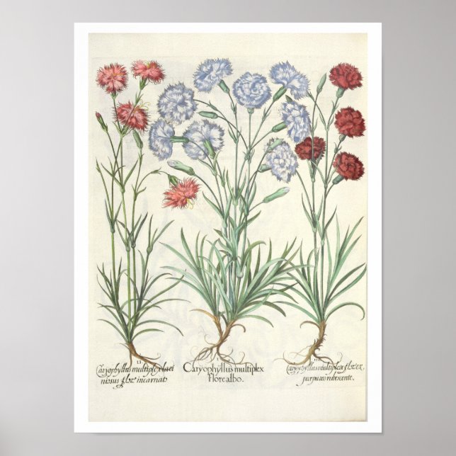 Poster Oeillets : 1.Caryophyllus multiplex flore albo ; 2 (Devant)
