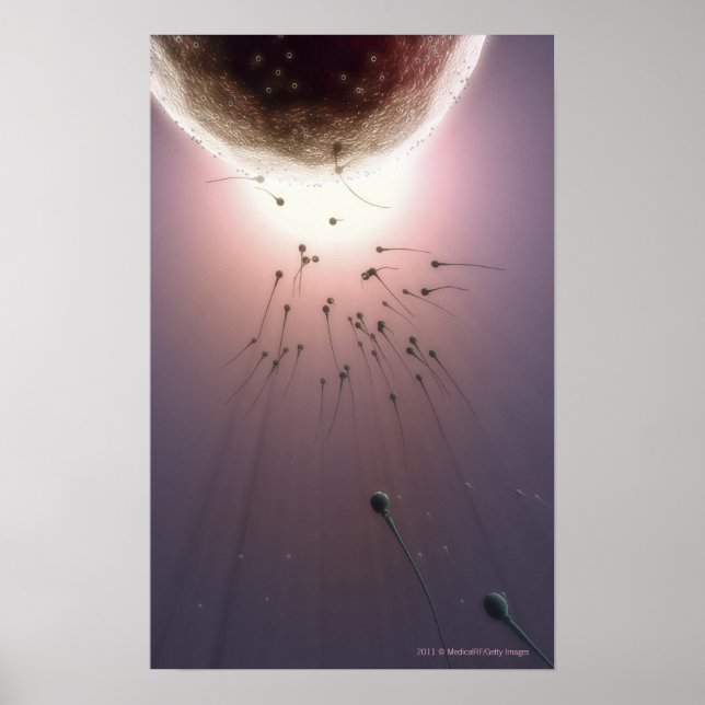 Poster Oeuf fertilisé par le sperme (Devant)