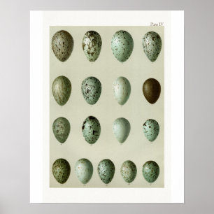 Poster OEufs
