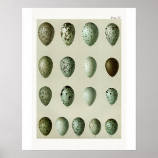 Poster OEufs