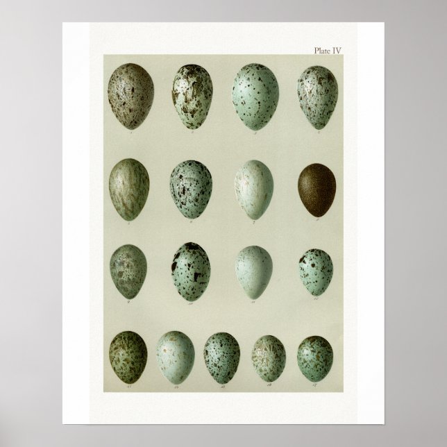 Poster OEufs (Devant)