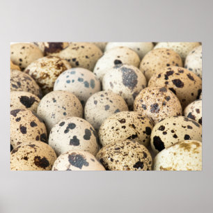 Poster Oeufs de caille