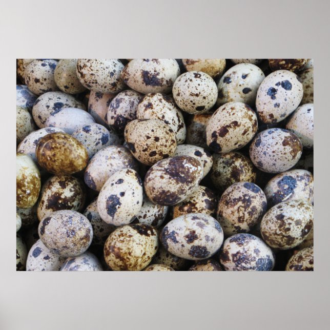 Poster Oeufs de caille (Devant)