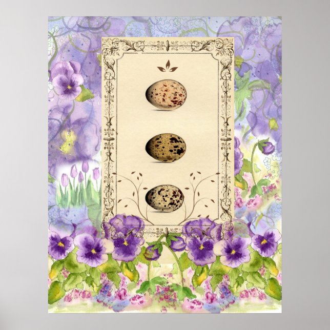 Poster OEufs d'oiseaux Aquarelles Pansies de fleurs Colla (Devant)