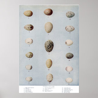 Poster Oeufs d'oiseaux Plaque B Histoire naturelle Vintag