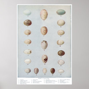 Poster Oeufs d'oiseaux Plaque C Histoire naturelle Vintag