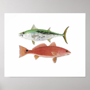 Poster Oeuvre d'Albacore et de sébaste