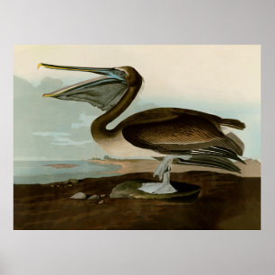 Poster Œuvre d'art de Pélican brun de John James Audubon