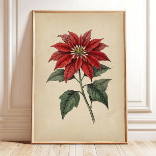 Poster Œuvre d'art murale botanique de poinsettia antique