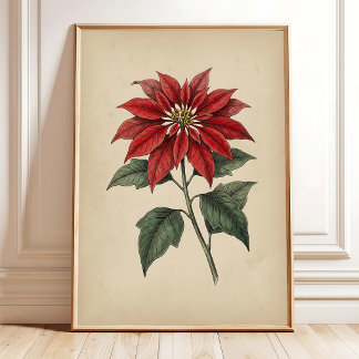 Poster Œuvre d'art murale botanique de poinsettia antique