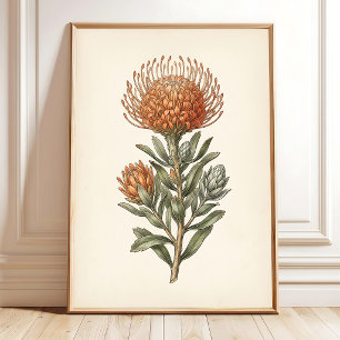 Poster Œuvre d'art murale botanique Leucospermum Cottage