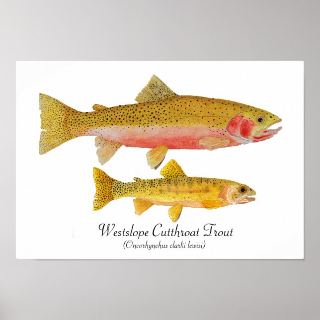 Poster Oeuvre de la truite cutthroat du versant ouest (Devant)