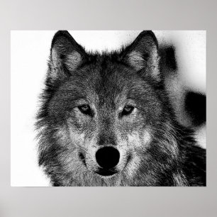 Poster Oeuvre de loup gris noir et blanc