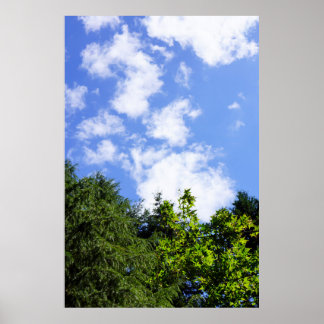 Poster Œuvre murale Érables Ciel Bleu Nuages Blancs Natur