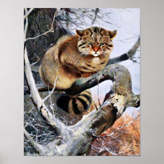 Poster Oeuvre Vintage Wildcat