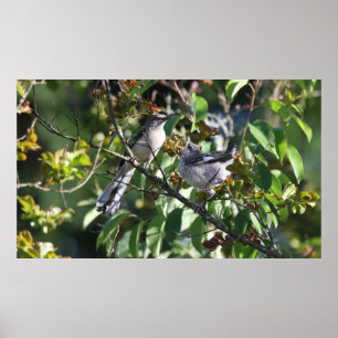 Poster of Adult Mockingbird and Young Mocking Bird