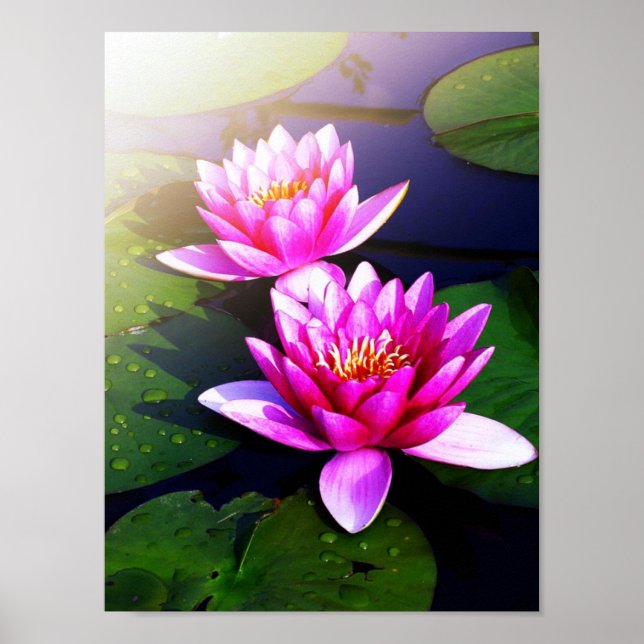 Poster of lotus in the early morning (Front)
