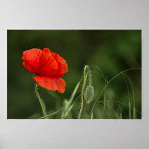Poster Of Poppy Flower - Solitary Grace