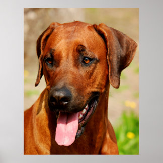 Poster of Rhodesian Ridgeback Dog.