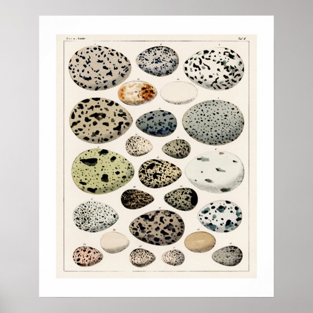 POSTER OF VINTAGE BIRD'S EGGS 1843 ILLUSTRATION (Front)