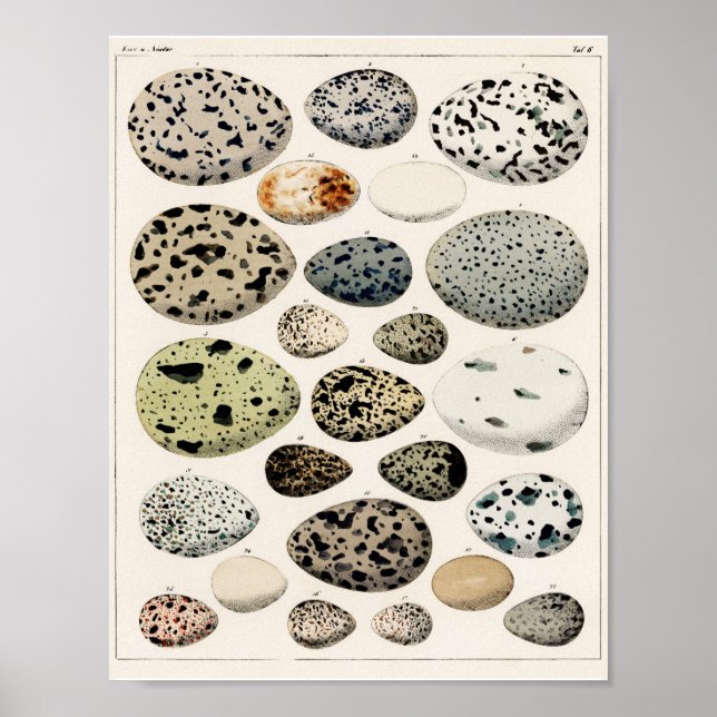 POSTER OF VINTAGE BIRD'S EGGS 1843 ILLUSTRATION (Front)