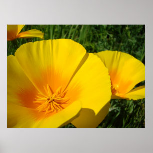 Poster OFFICE ART POPPIES Fleurs de pavot 4 Imprimantes d