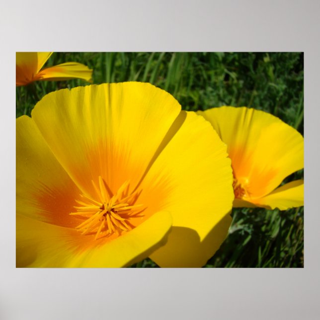 Poster OFFICE ART POPPIES Fleurs de pavot 4 Imprimantes d (Devant)