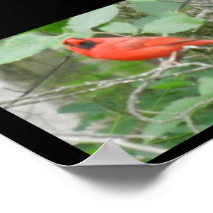 POSTER OHIO RED CARDINAL 