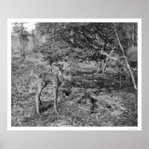 Poster Oie Bébée En Alaska 1915